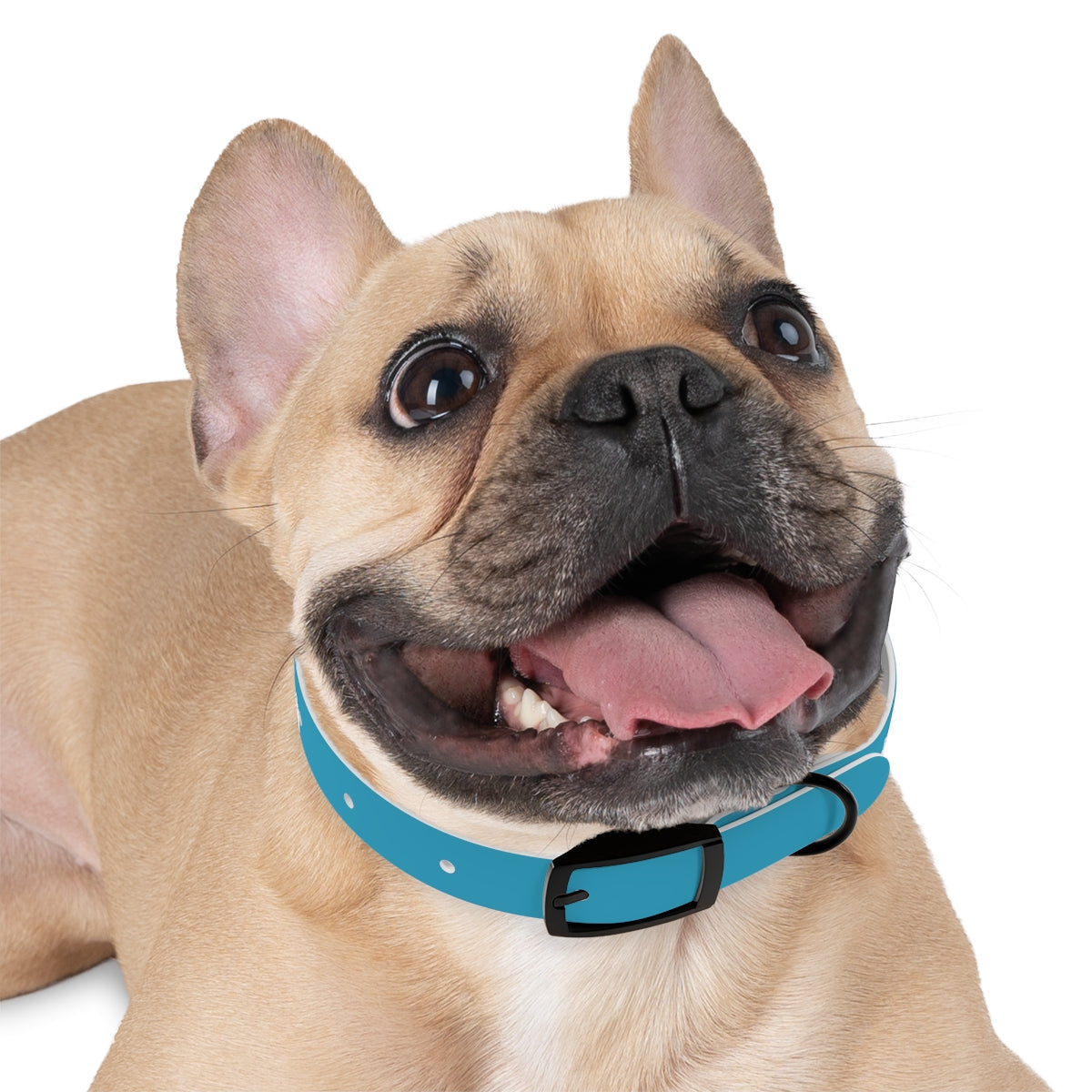 Dog Collar - My Mom Sells Houses - Turquoise