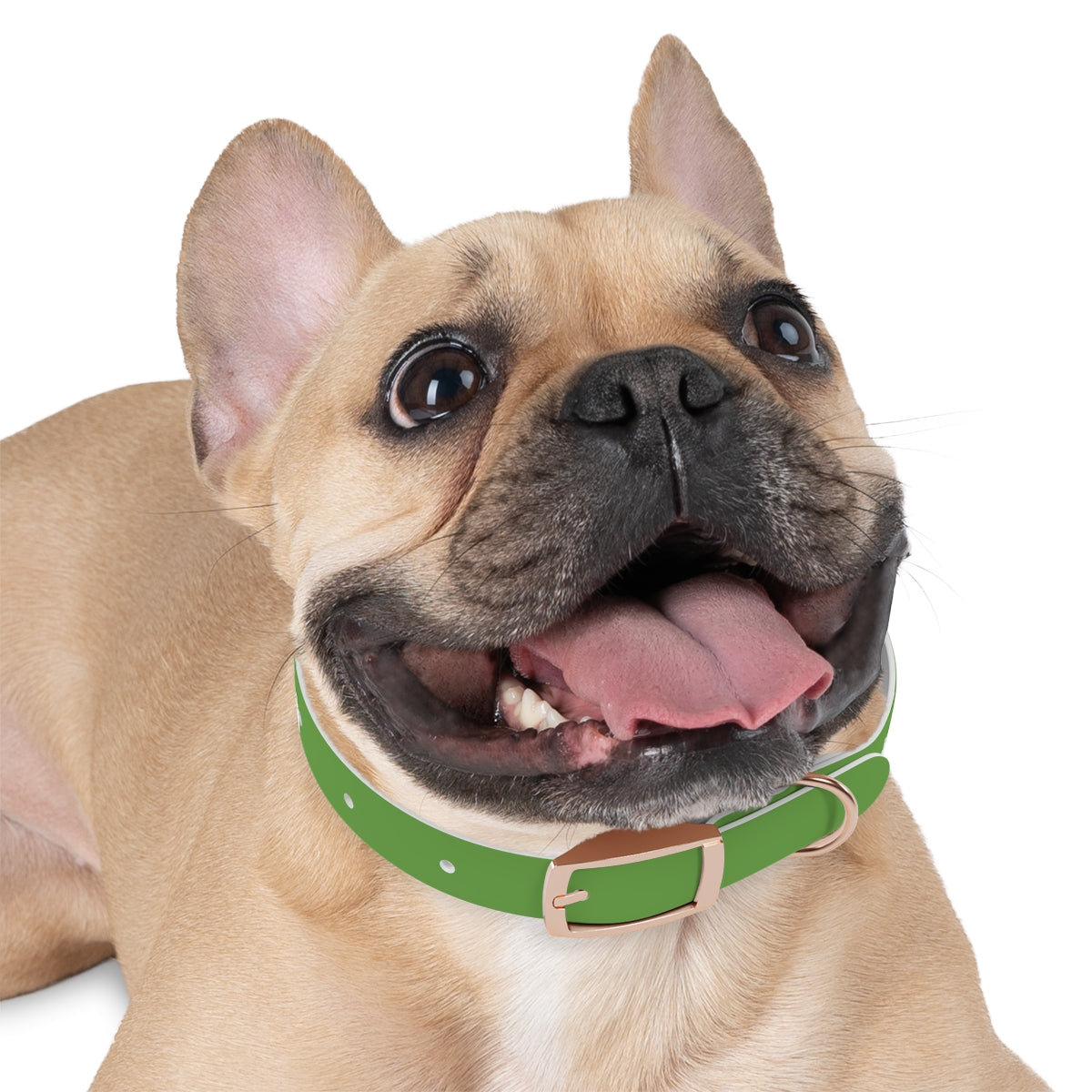 Dog Collar - My Mom Sells Houses - Green