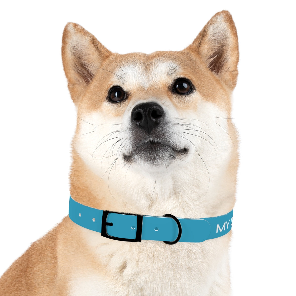 Dog Collar - My Dad Sells Houses - Turquoise